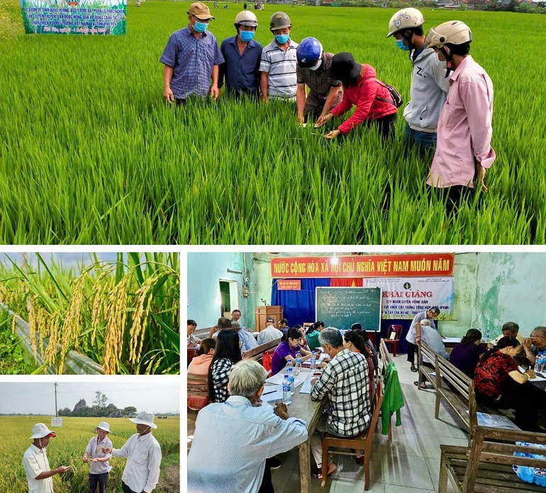 Bằng phương pháp lý thuyết kèm theo kỹ năng thực hành trên đồng ruộng, các lớp huấn luyện nông dân về chương trình IPHM đã mang lại nhiều giá trị khác biệt. Ảnh: THÁI NGỌC